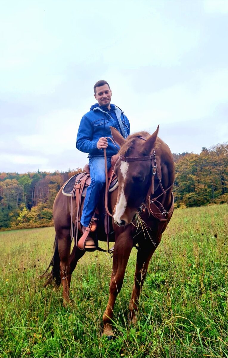 Quarter horse,QH valach.akciová cena.
