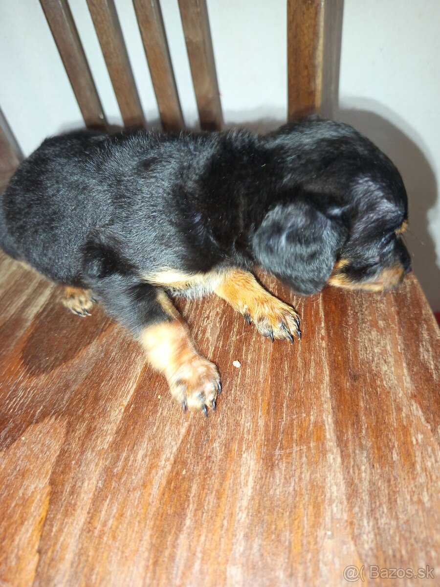 Ratlik