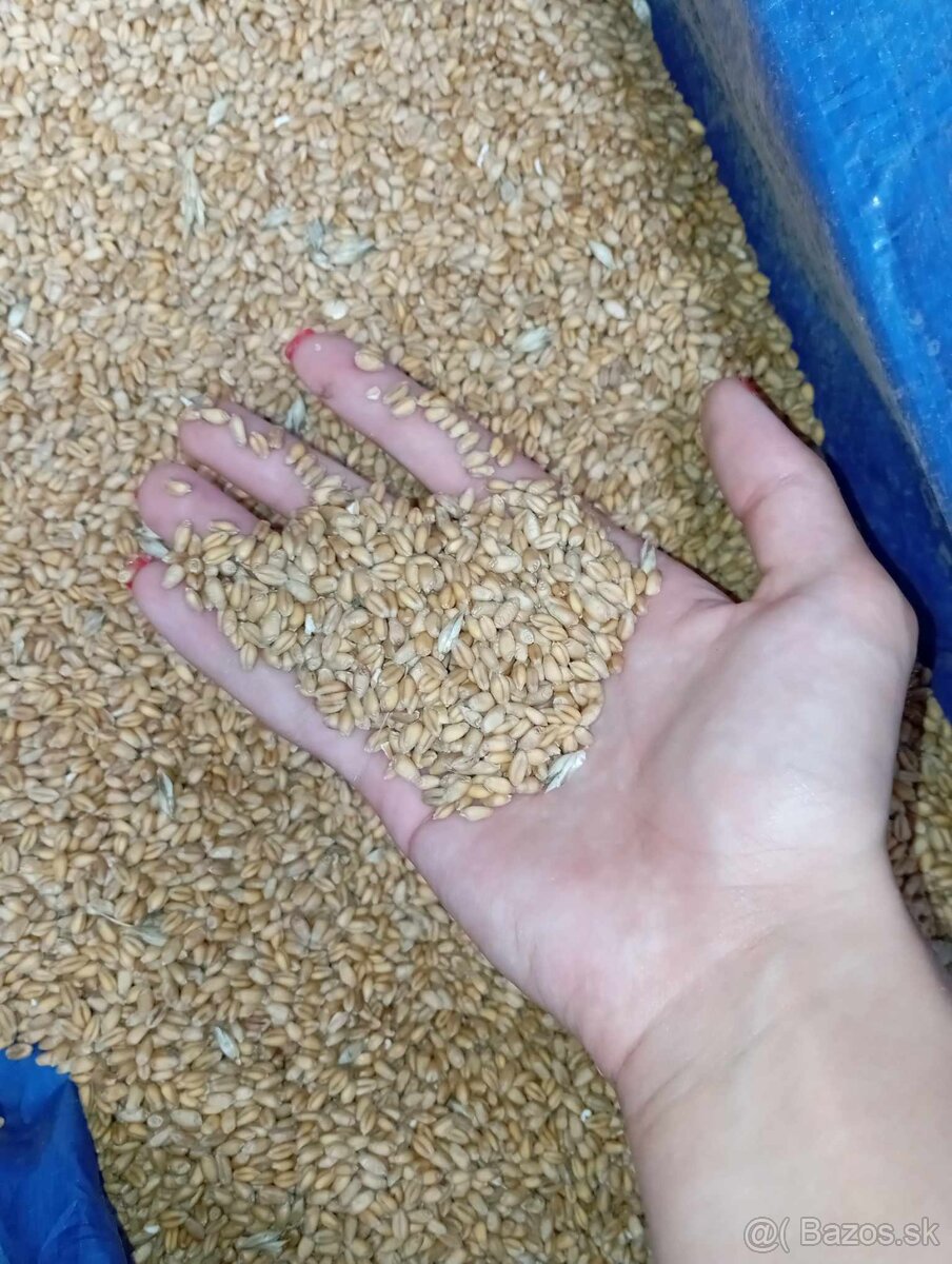 Predám pšenicu