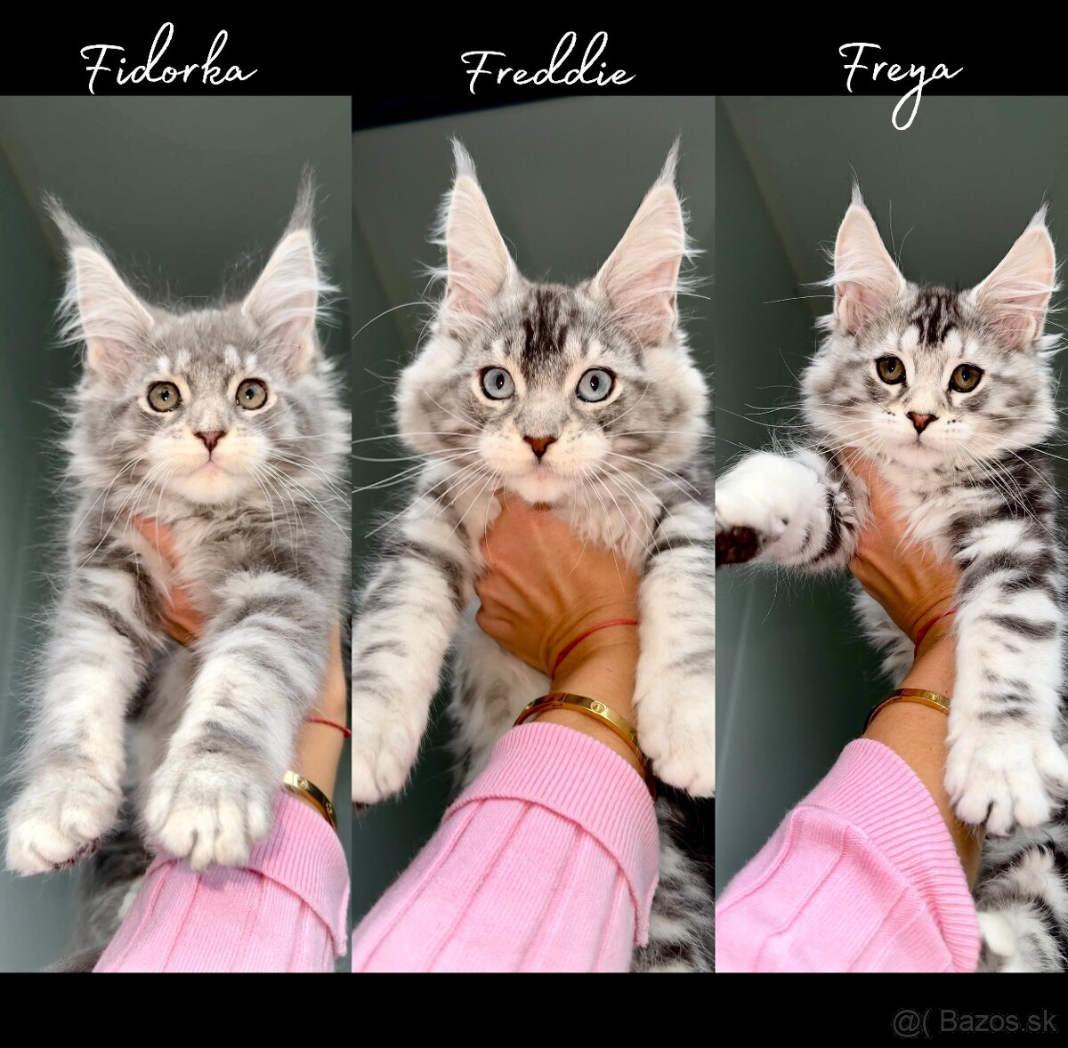 Mainská Mývalia Maine Coon mačiatka