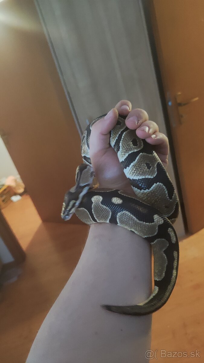 Veľhad kráľovský a Pytón Kráľovský