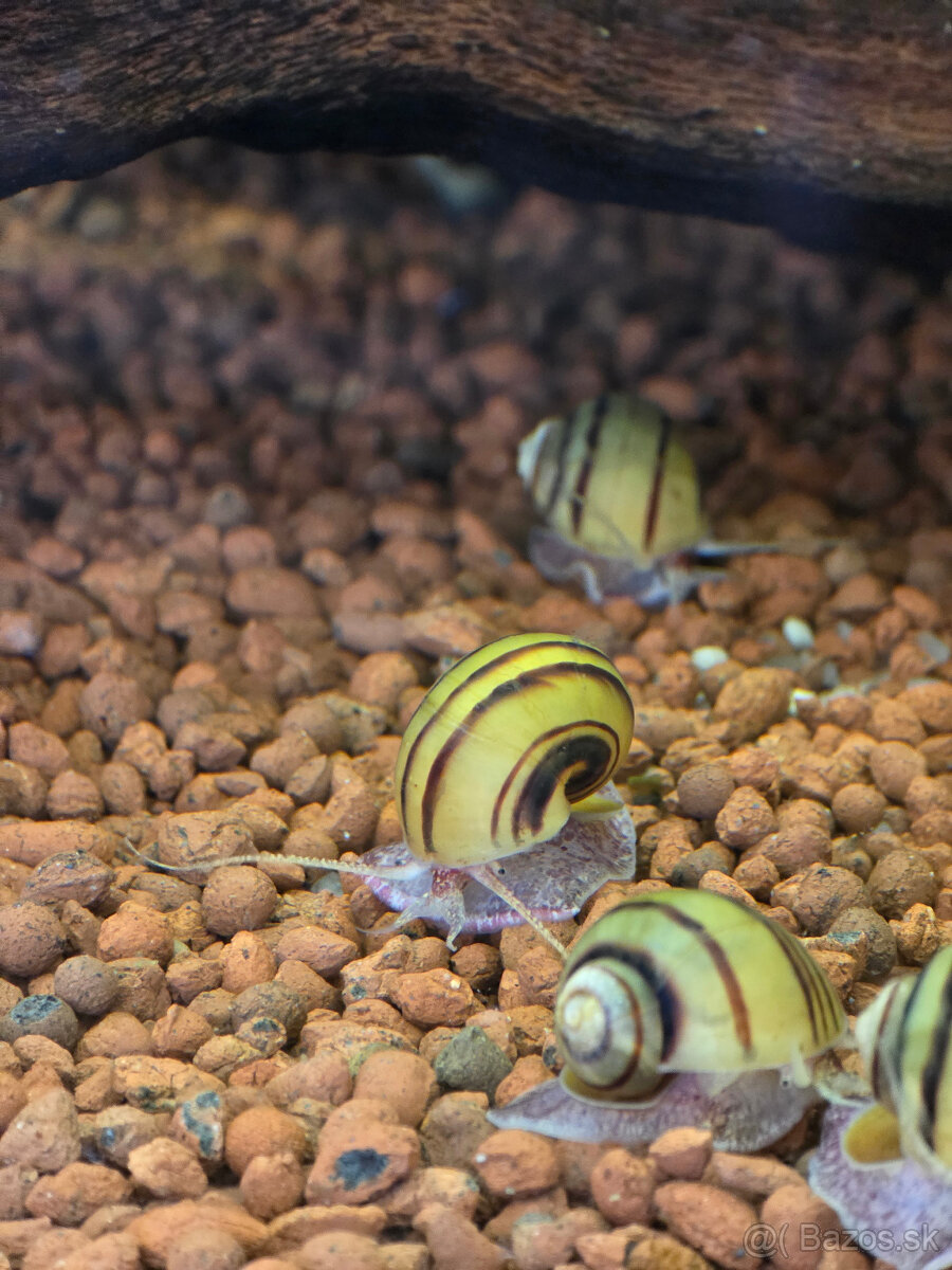 Slimák Mini ampulária špirálová