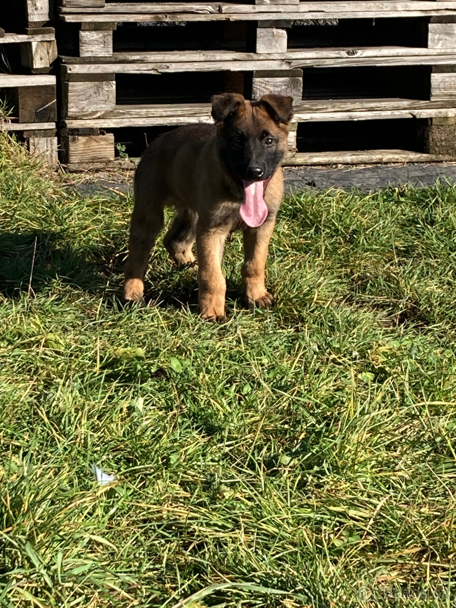 Nemecký ovčiak -  šteňatá