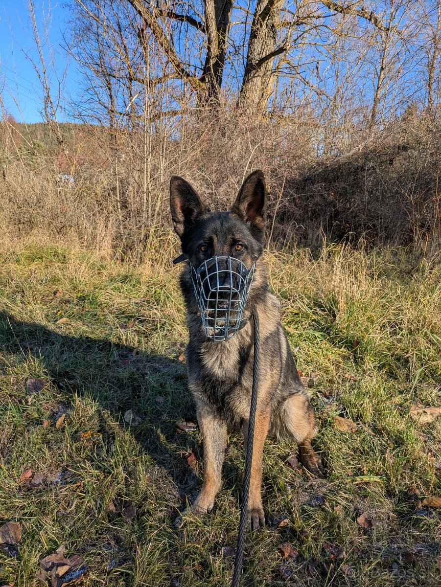 Nemecký ovčiak darujem