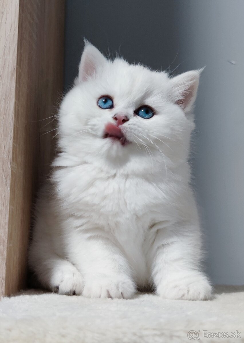 Britské mačiatka s PP na Vianoce❣️