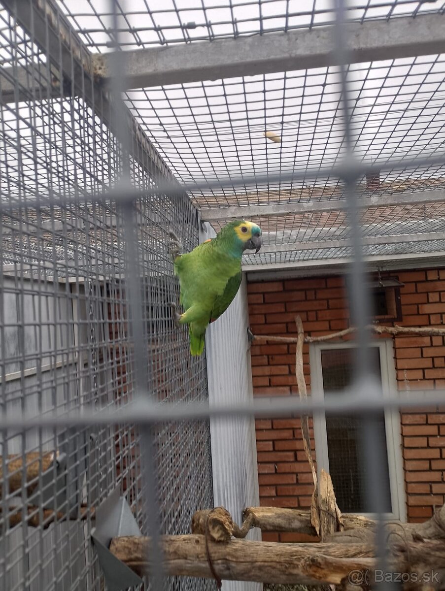 Amazoňan modročelý/Amazoňan Venezuelský