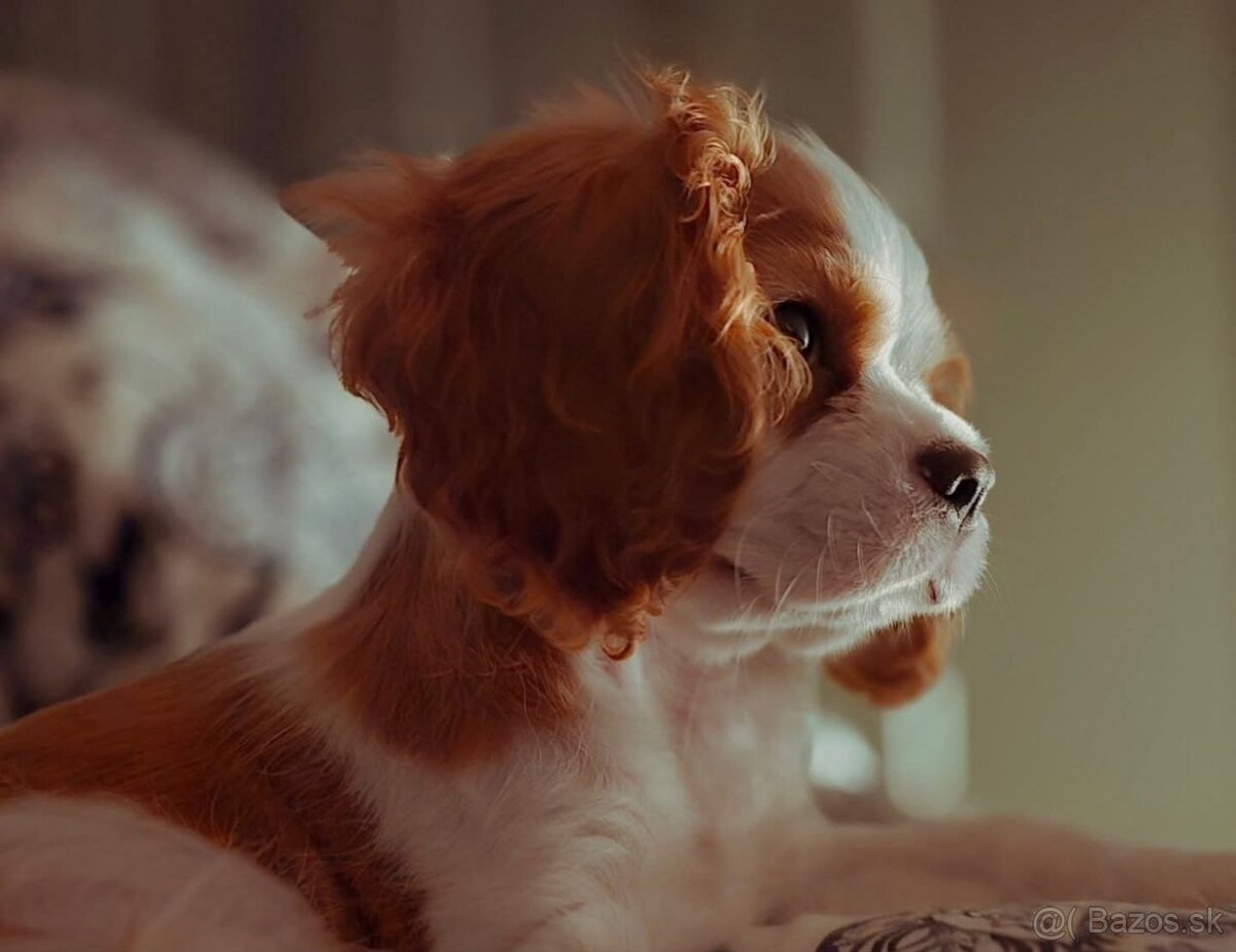 Cavalier King Charles Spaniel (bez PP) – 5-mesačná sučka