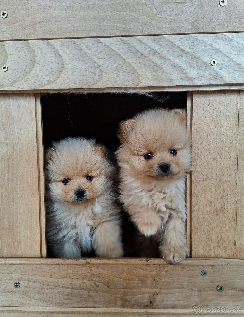 Pomeranian,pomerian špic-rezervované do 8.6.
