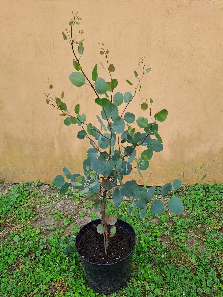 EUKALYPTUS POLYANTHEMOS