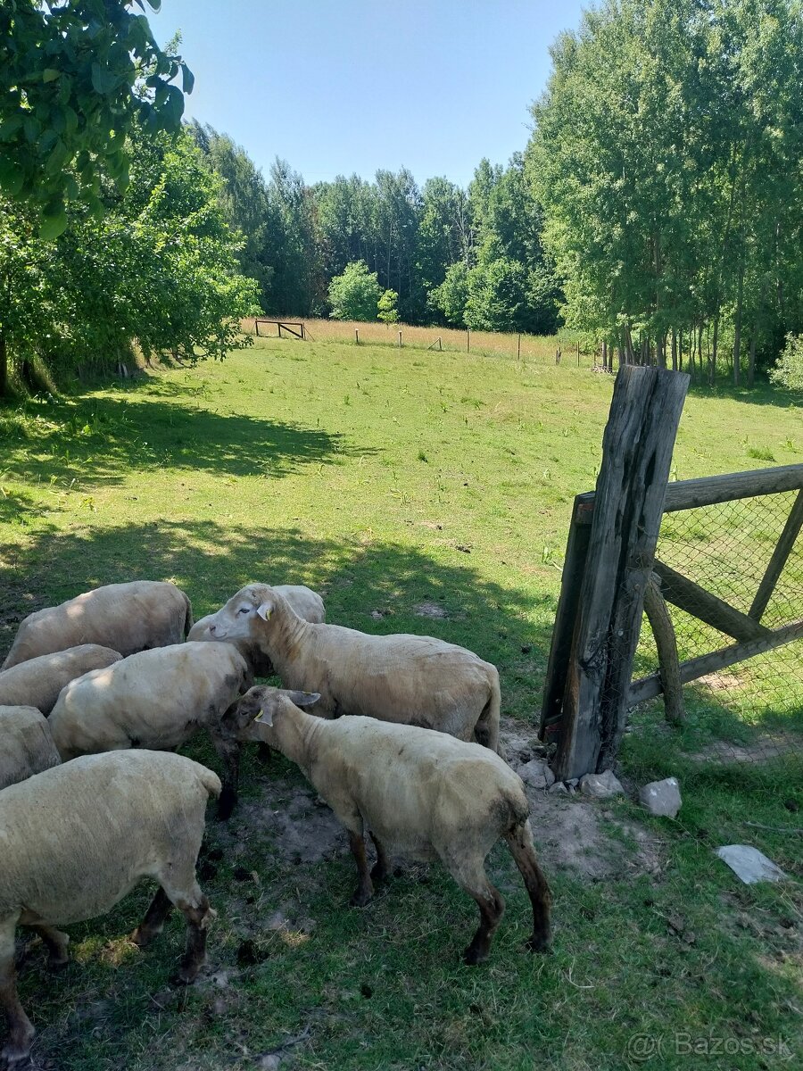 Kupim plemeneho barana
