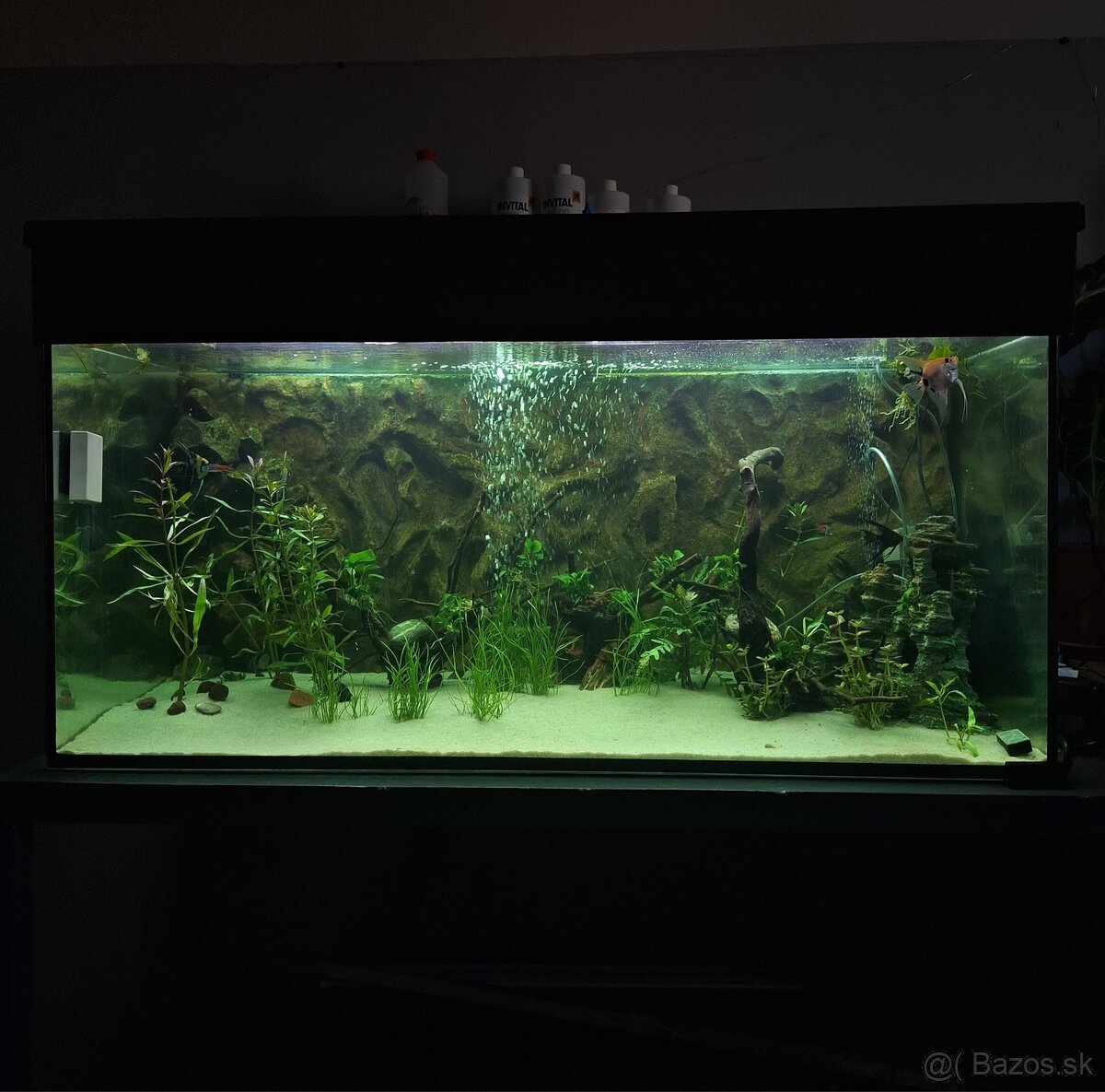 Predam akvarium aj s rybami
