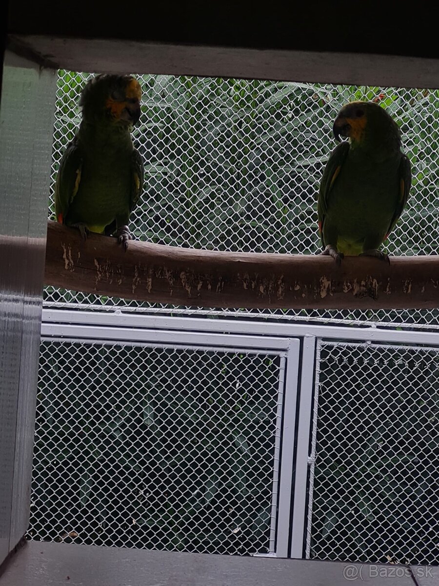 Amazonik venezuelský