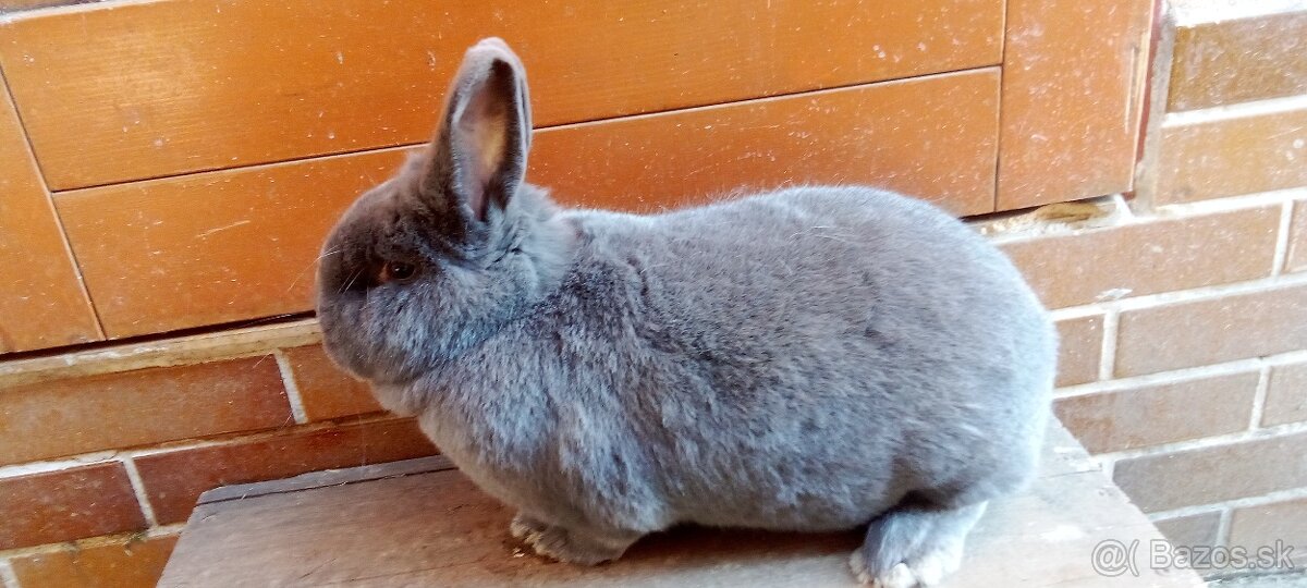 Viedenský modrý králik.