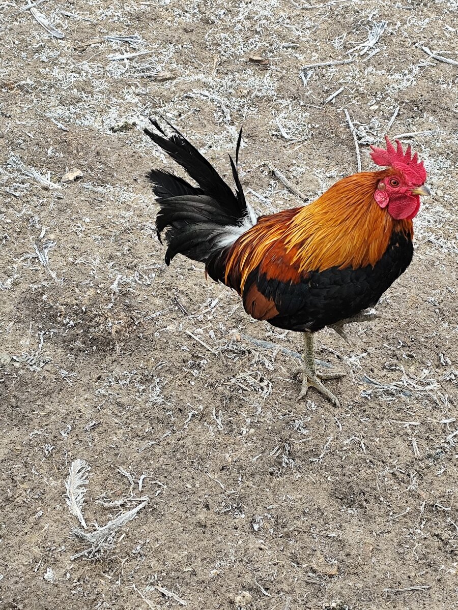 Ayam Ketawa