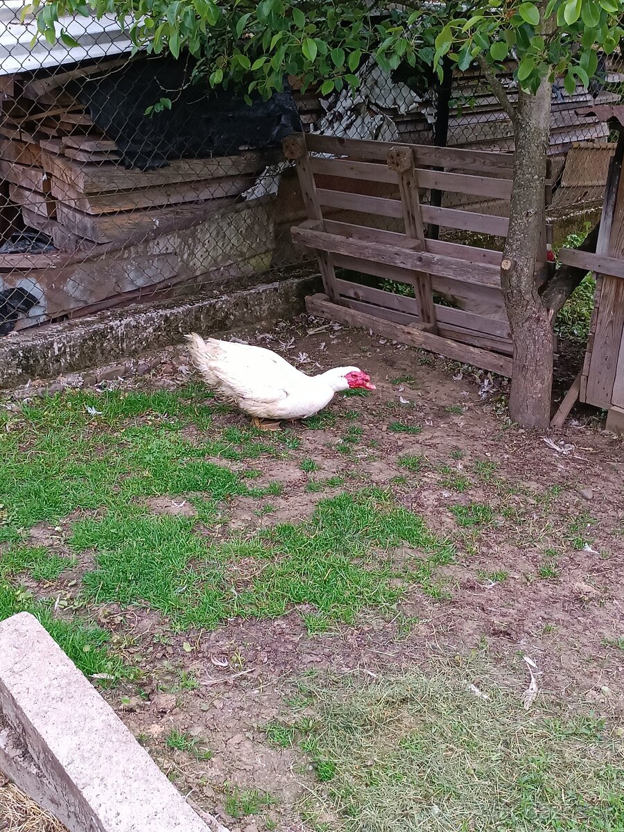 Predám pekingske kačky