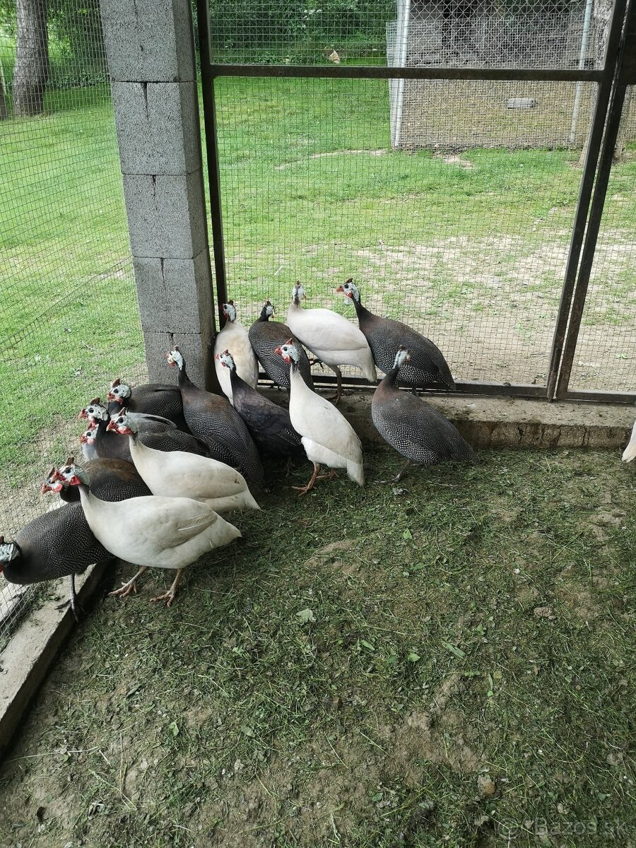 Predám perličky