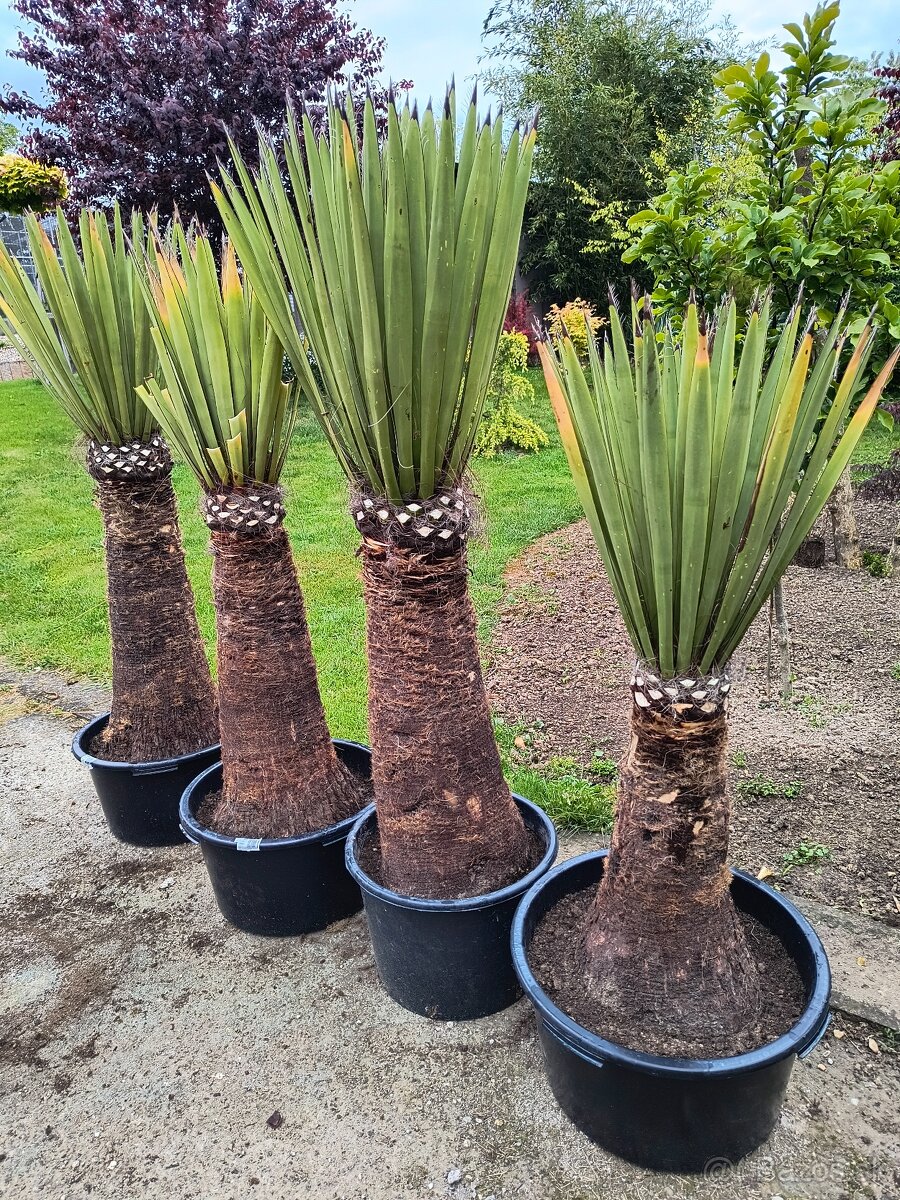 Yucca a dasylirion