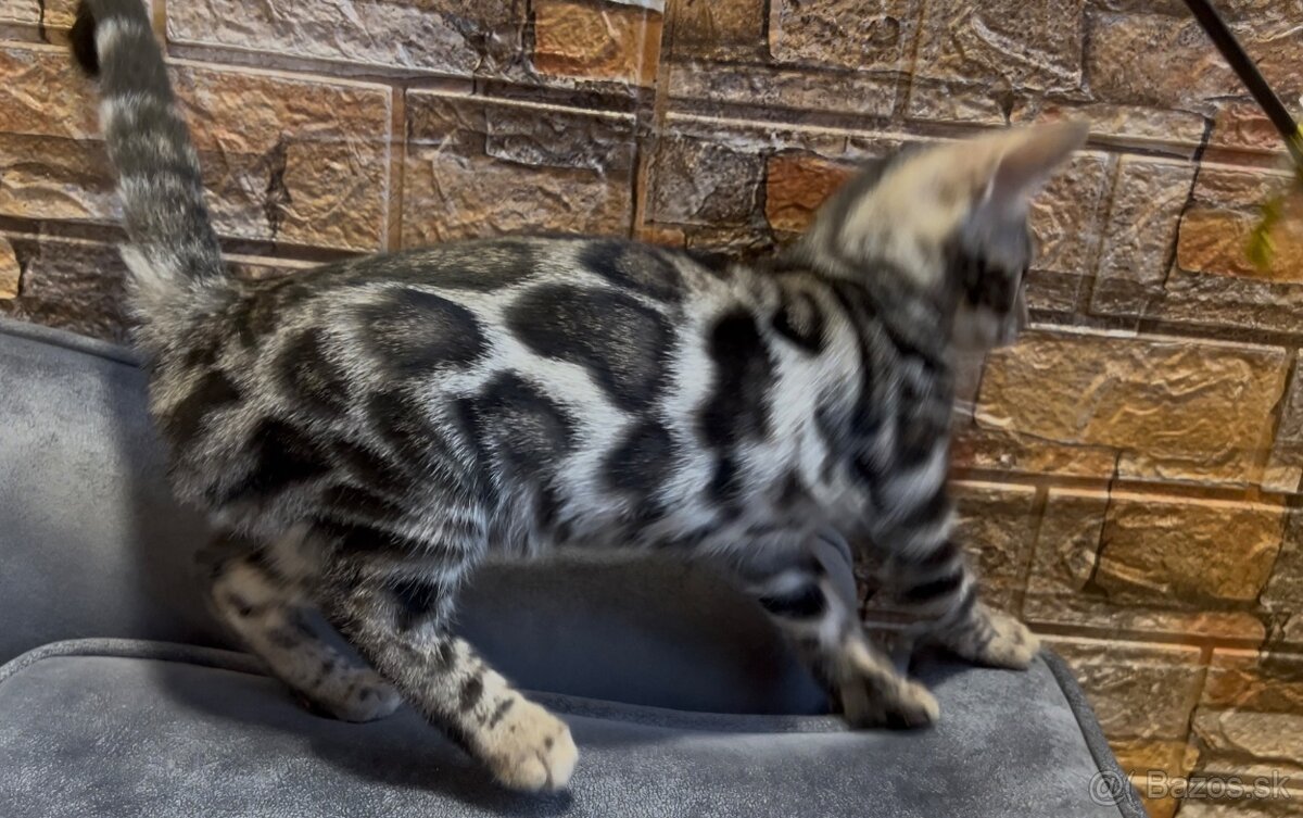 Bengálske mačiatka, bengalska mačka s Rodokmeňom