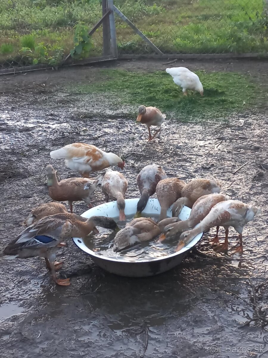 Predam indickych bezcov