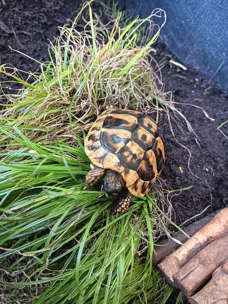Testudo hermanni 2024