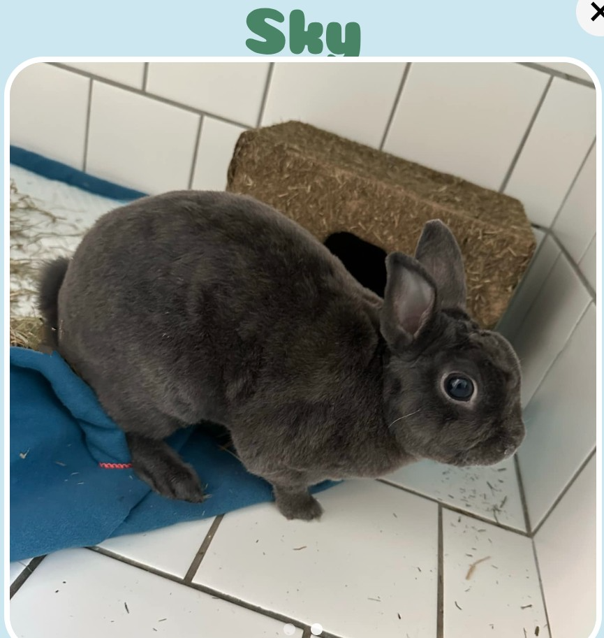 Sky pripravený na adopciu
