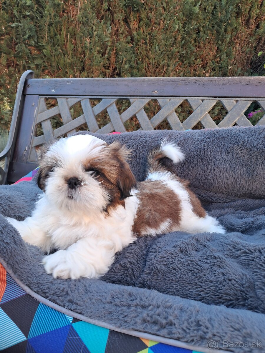 Shih-tzu, shihtzu