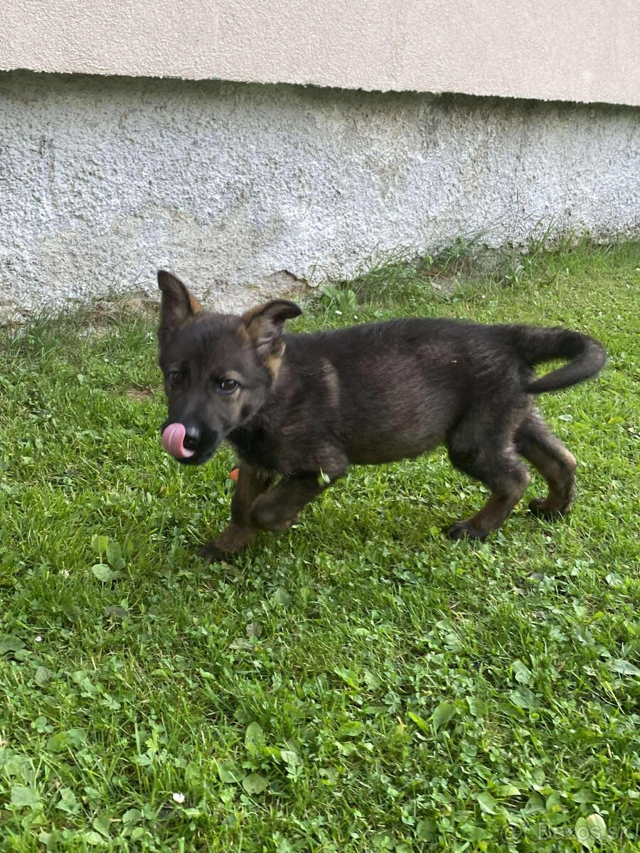 Nemecký ovčiak-šteniatka