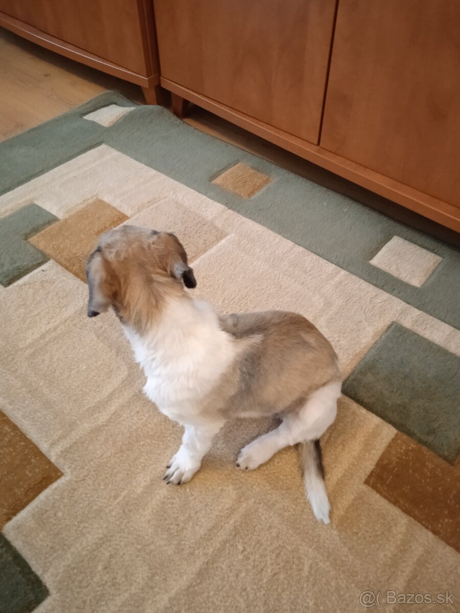 Shi-tzu