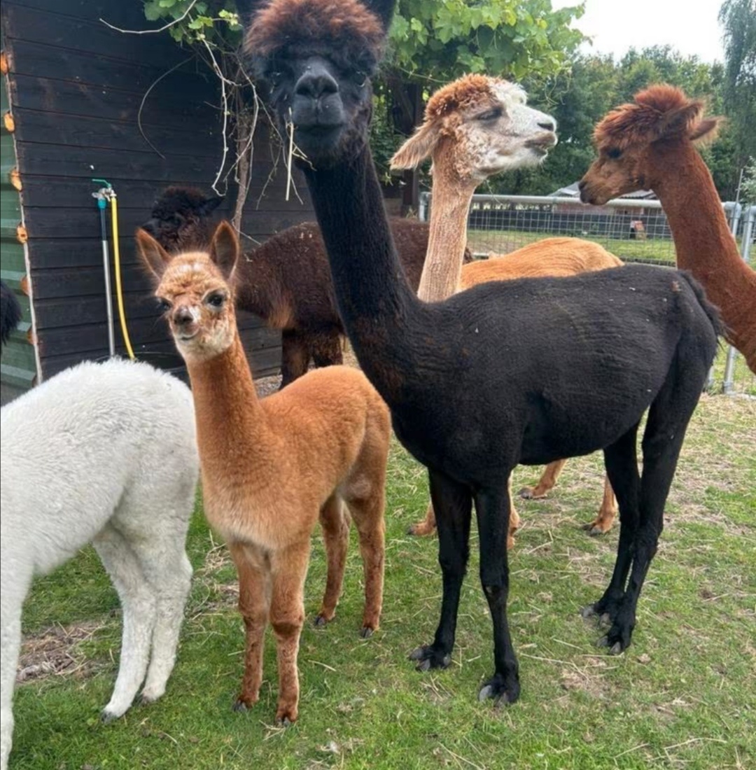 alpaca +mladá alpaka