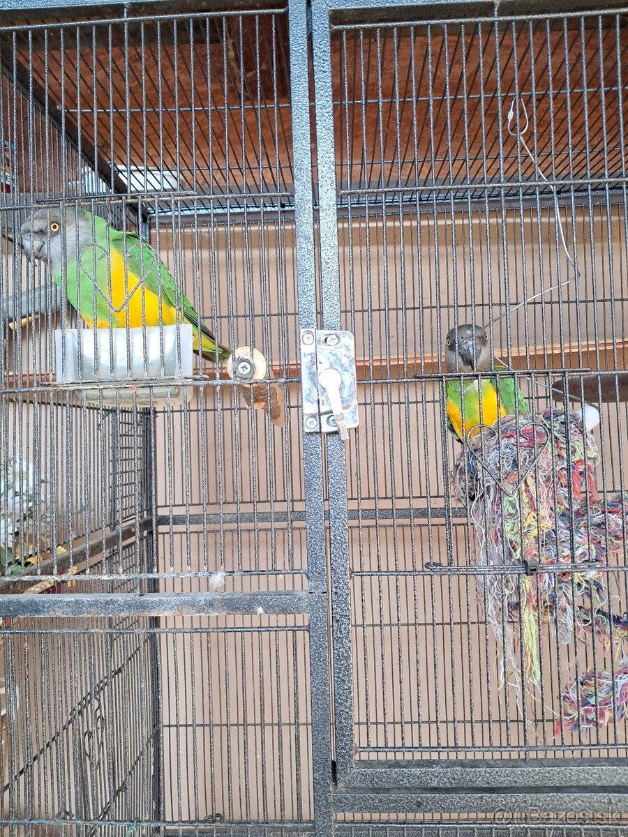 Papagáj Senegal