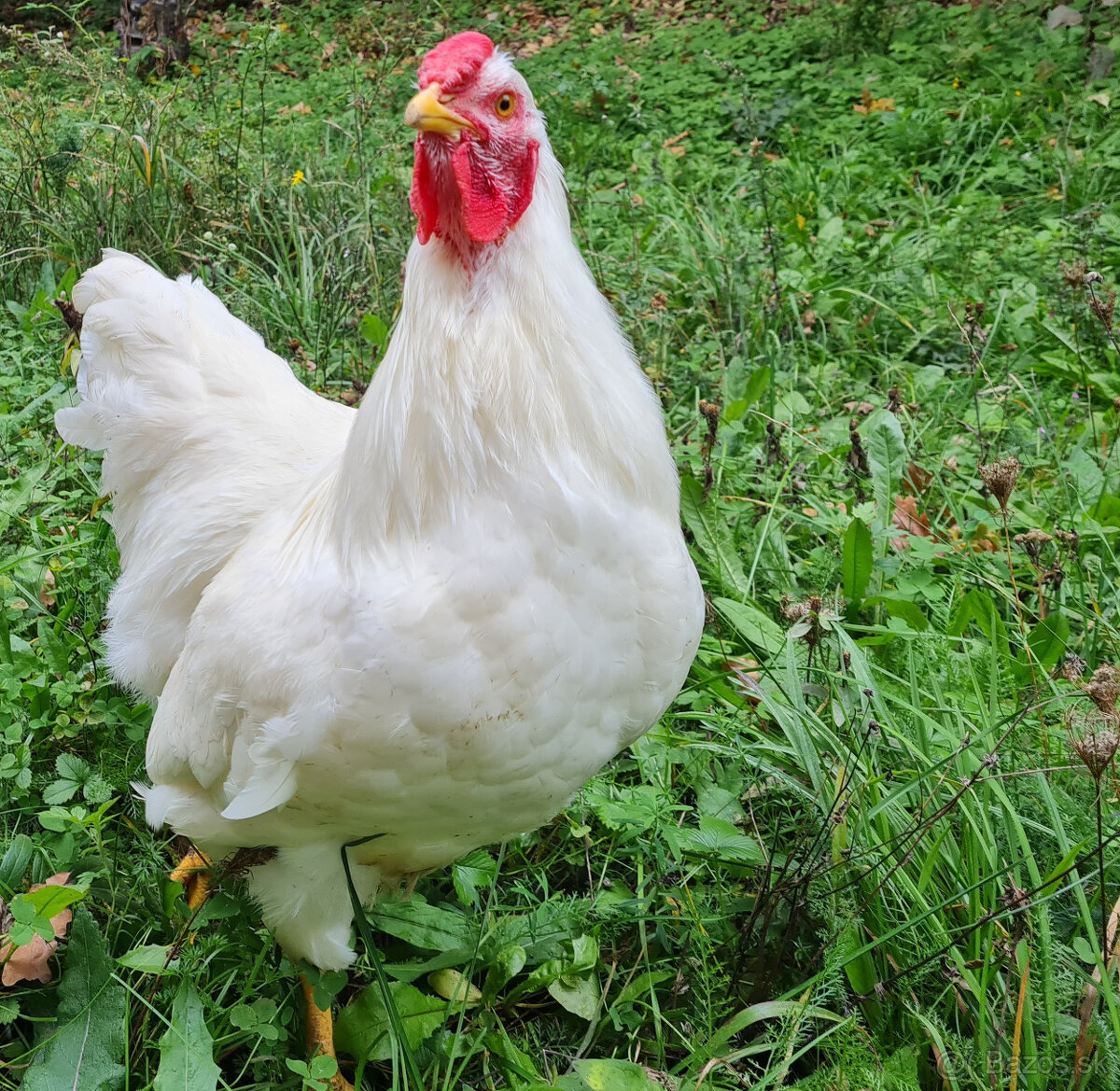 Mládky oravka biela 4 mes. na predaj