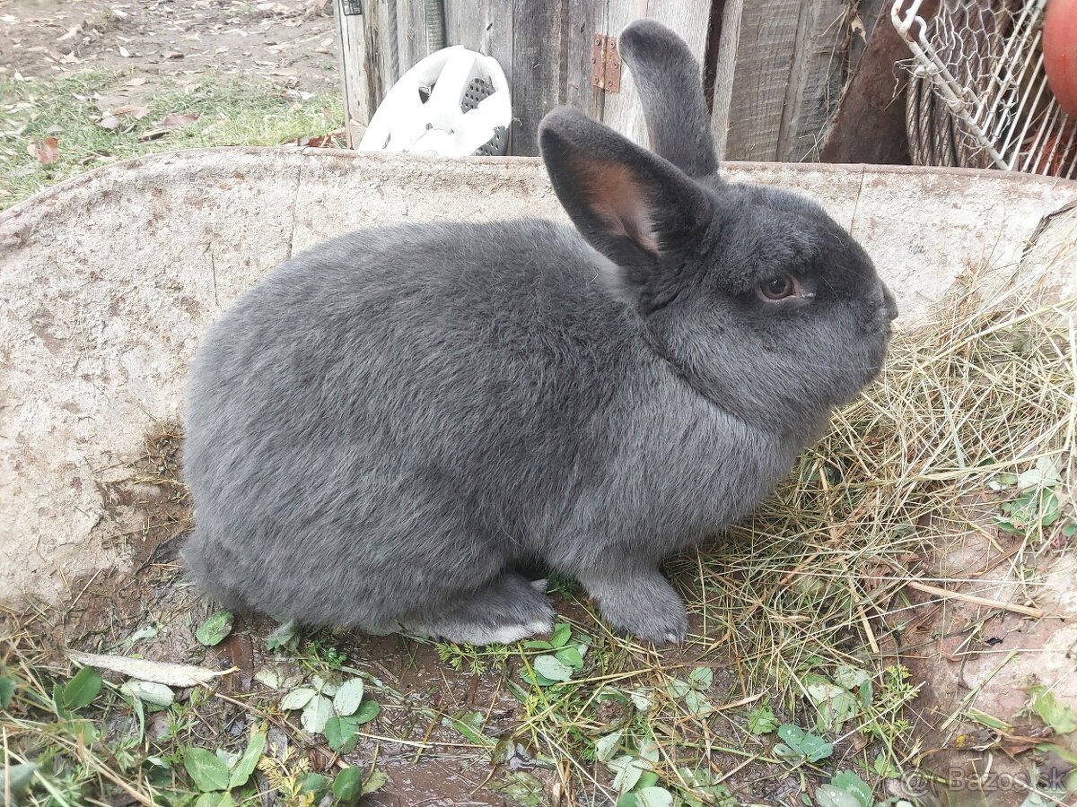 Viedenský modrý králik