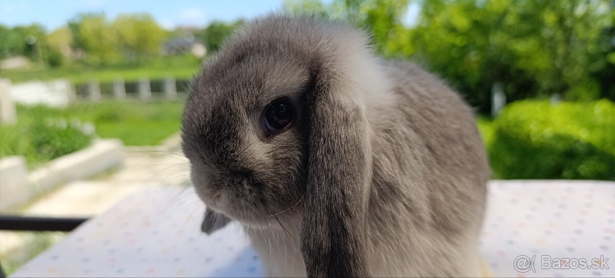 Mini lop