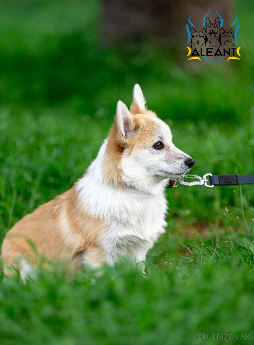šteniatko corgi (fenka) – bez chvostíka