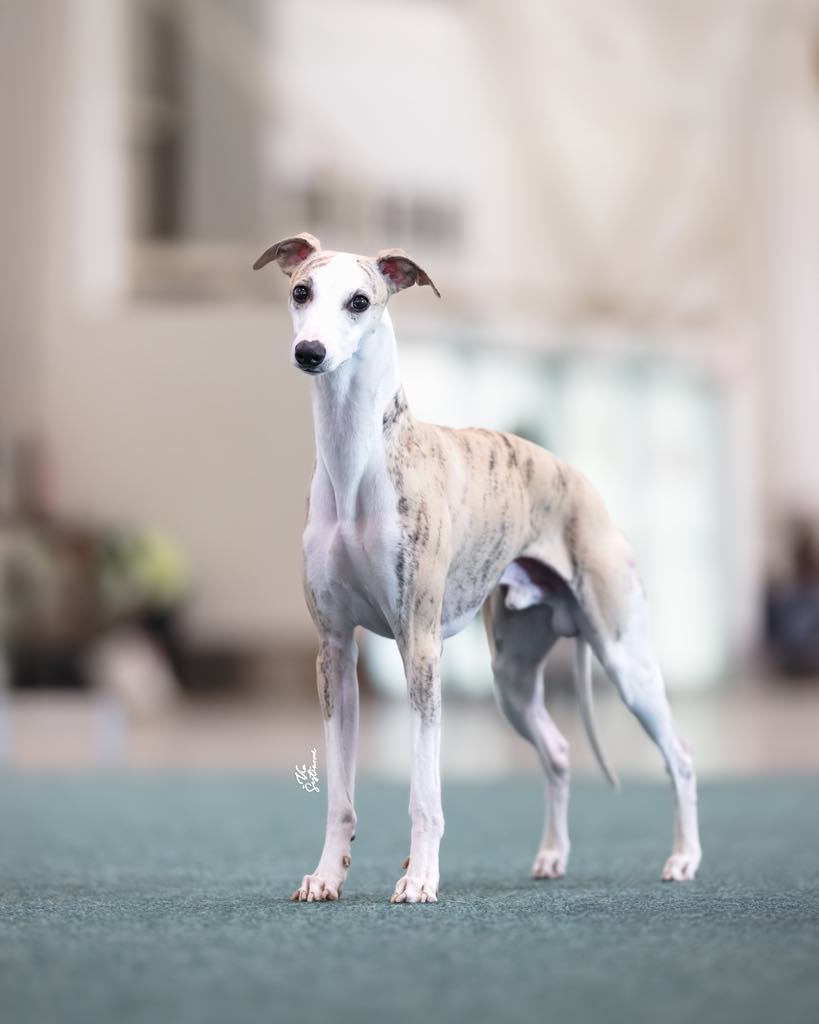 Whippet s PP