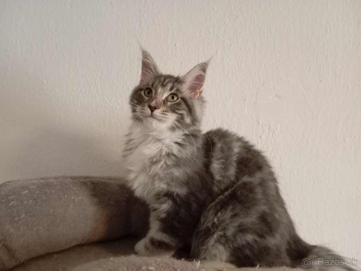 Mainska mývalia, maine coon, MCO