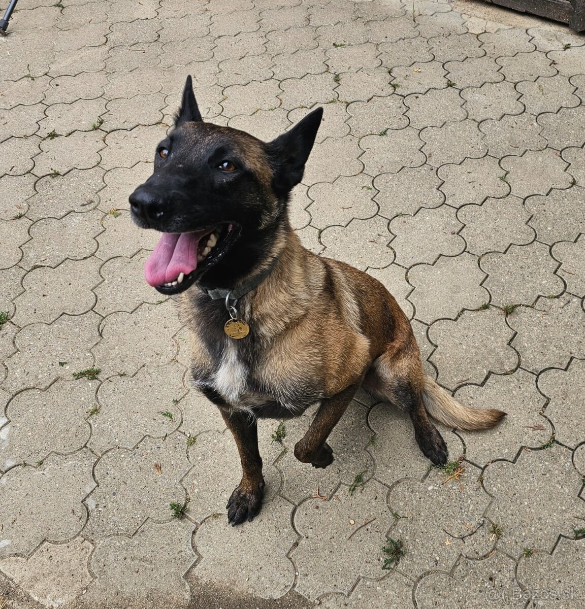 Belgický ovčiak