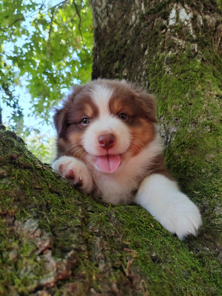 Steniatka - australsky ovciak - pedigree