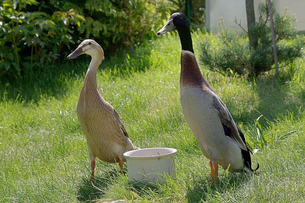 Indický bezec