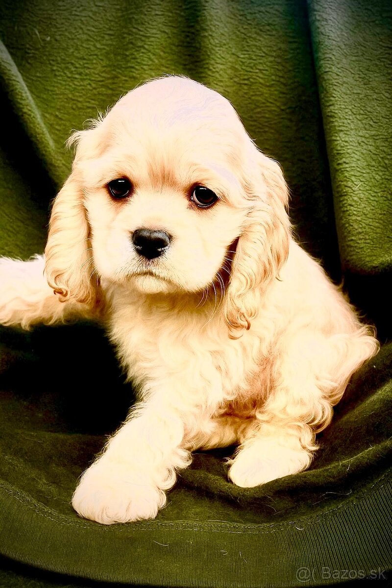 Americky kokerspaniel