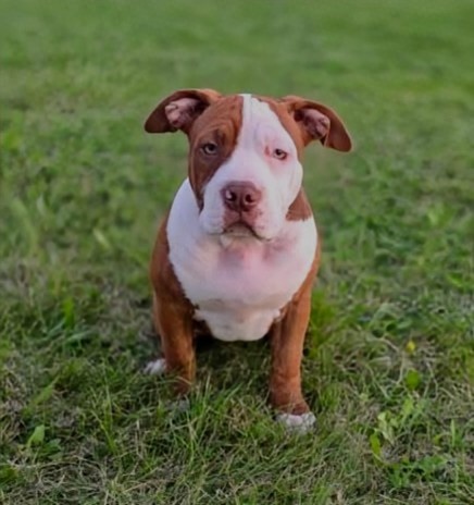 Predám American Bully -Lady Winner(5 mesiacov)