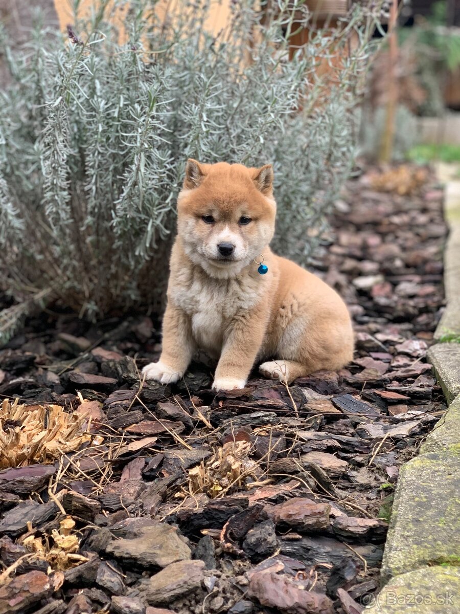 Shiba inu