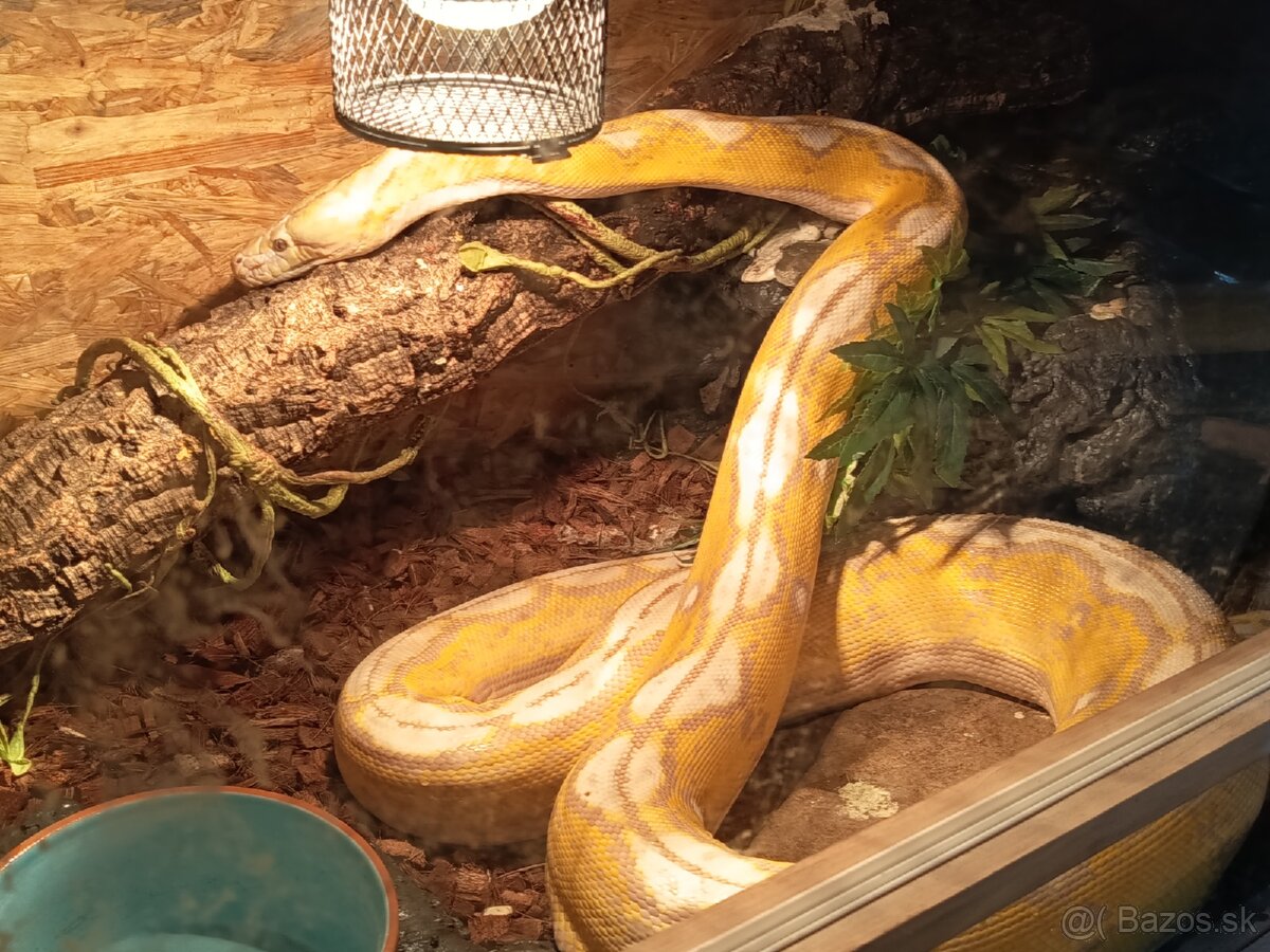 Pytón Mriežkovaný albino purple
