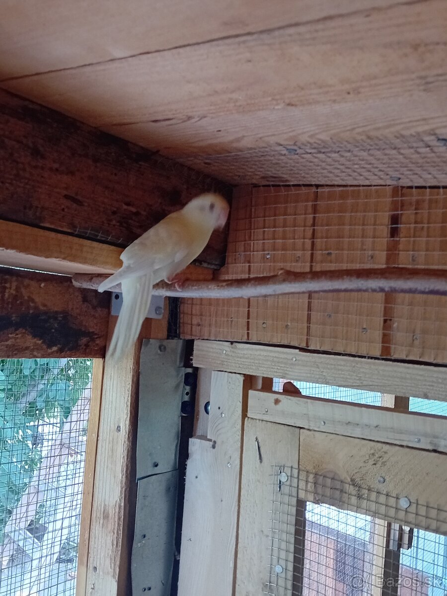 Kakariky