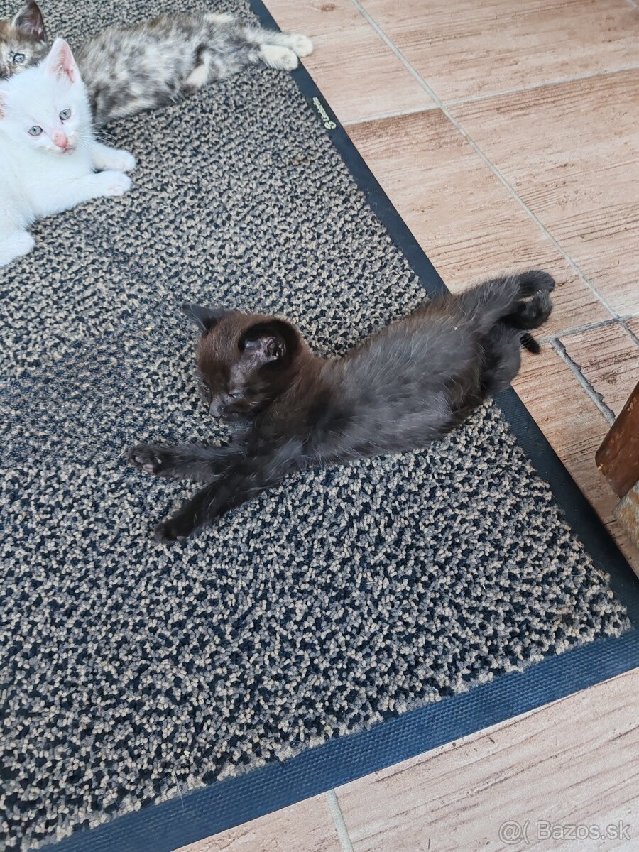 Mačiatka