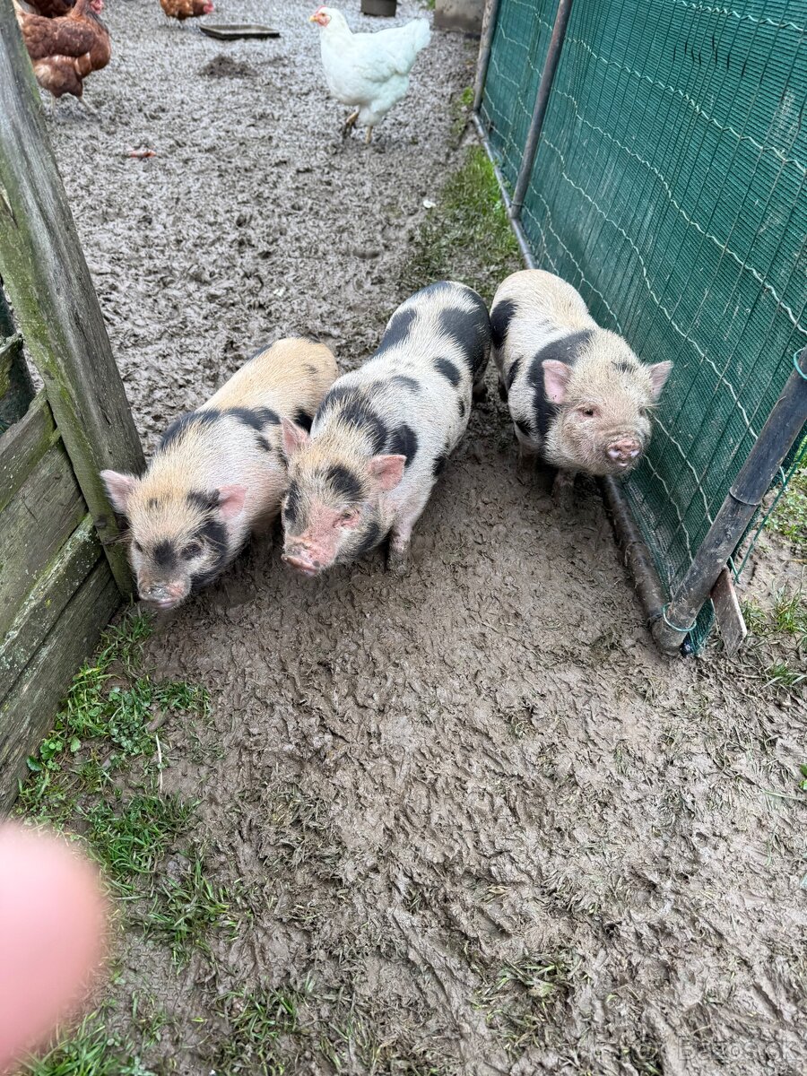 Gottingenske mini prasiatka