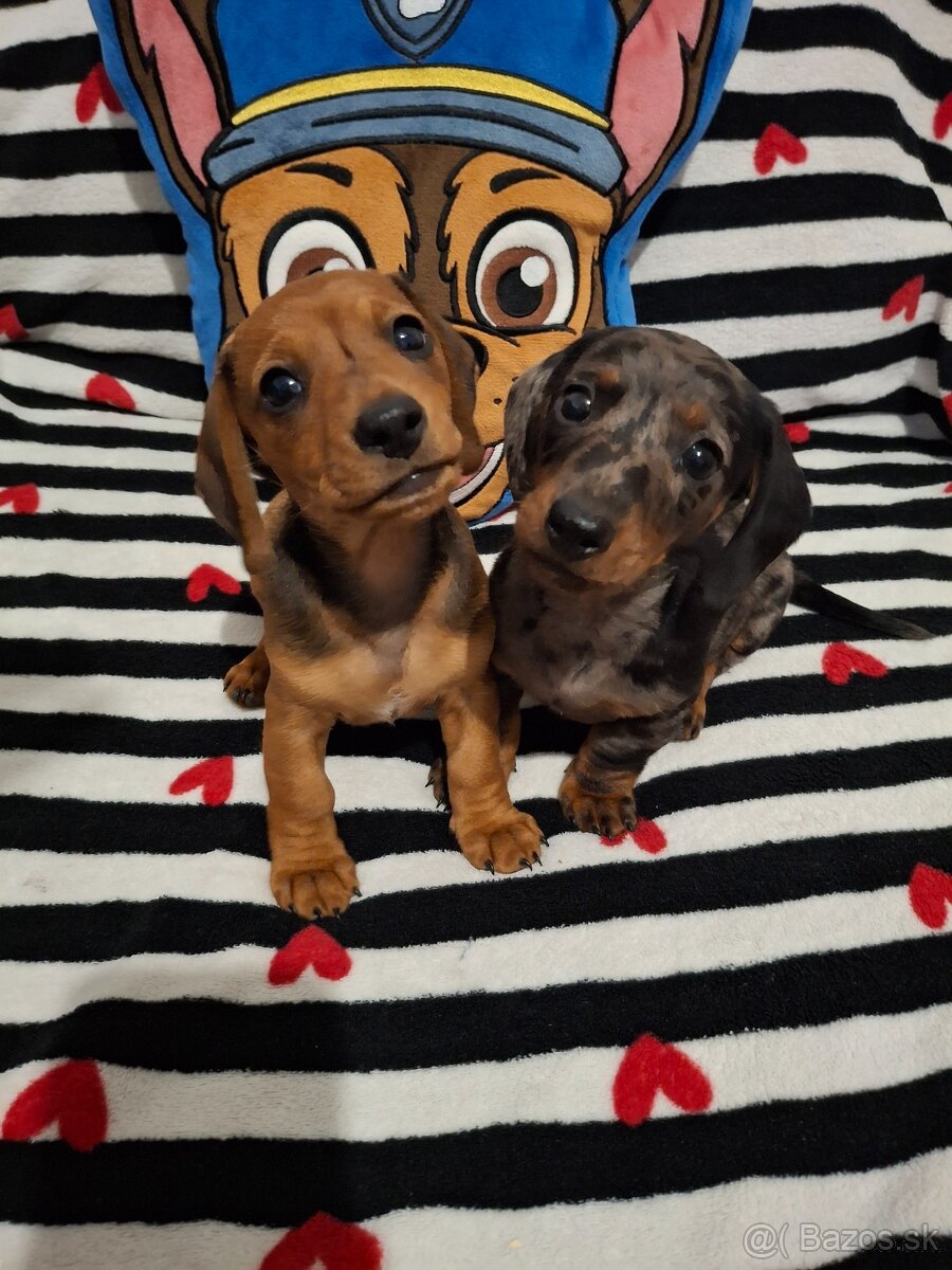 Trpasličí jazvečík