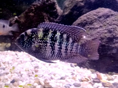 Cichlida/akara modrá