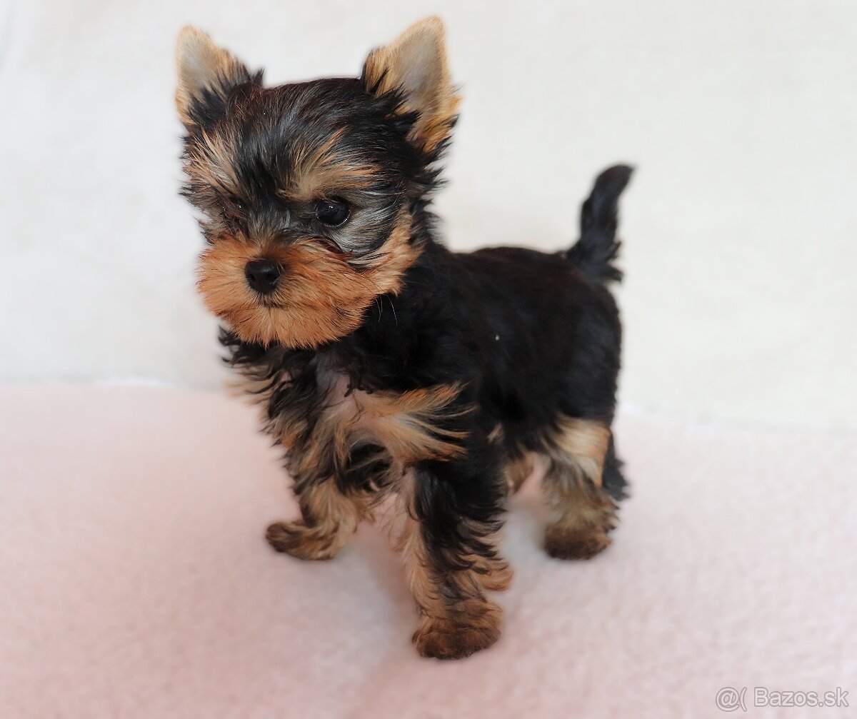 Yorkshire Terrier, York, Jork, Yorkshirsky teriér, šteniatka