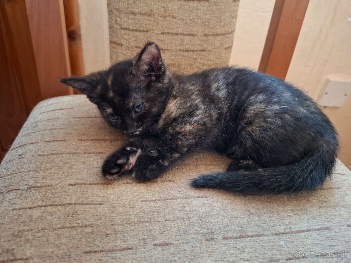 maciatko